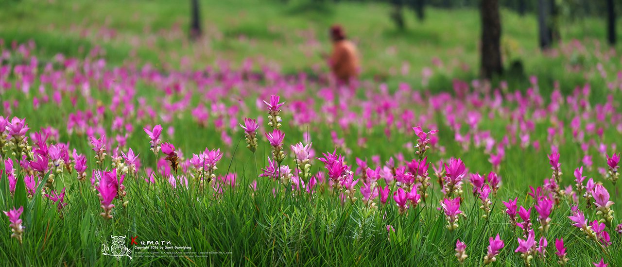 cover The 2017 Krasiao Flower Field in Khao Laem National Park