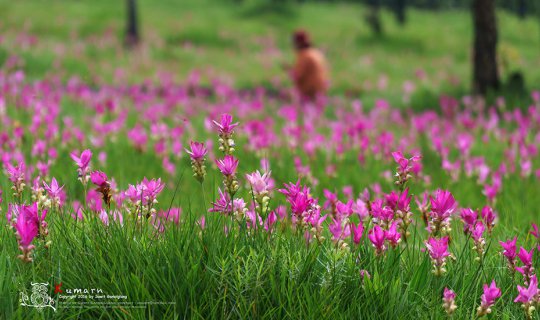 Cover The 2017 Krasiao Flower Field in Khao Laem National Park...