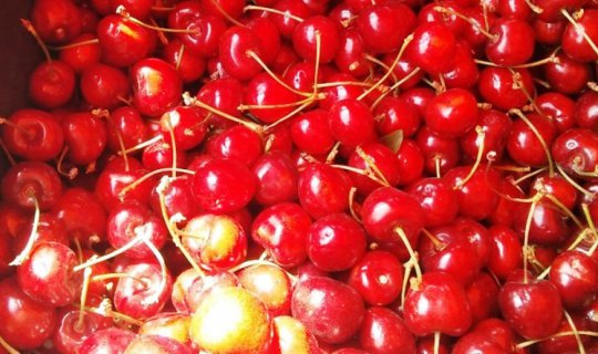 Cover Cherry Orchard Tour in Penglai, China...