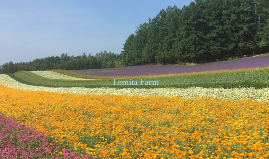 Cover Tomita Farm...