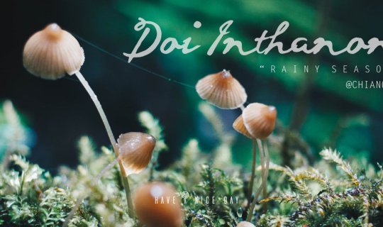 Cover Rain falls, the forest sings: A day trip to Doi Inthanon...