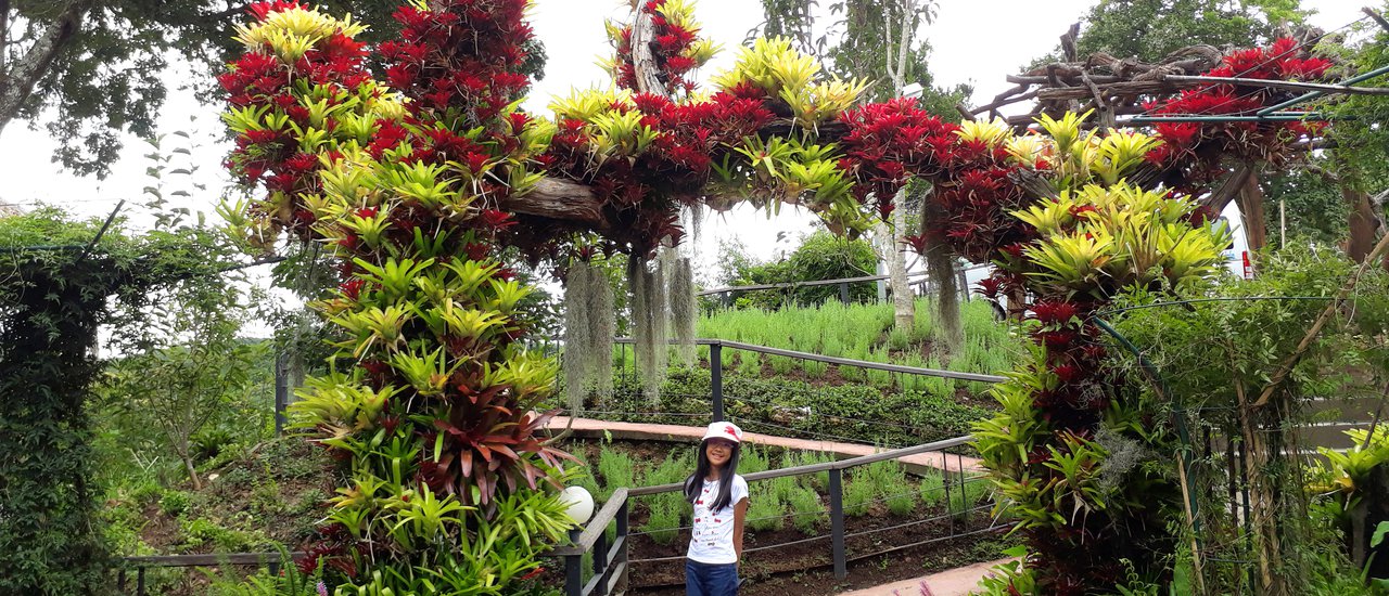 cover Doi Inthanon in the Rainy Season (II)