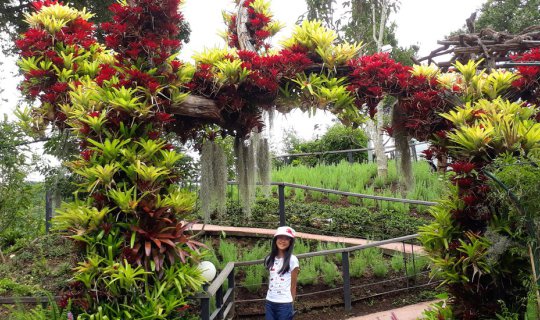 cover Doi Inthanon in the Rainy Season (II)