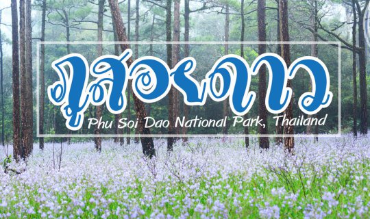 cover "Phu Soi Dao: The Joyful Hardships of Rain, Mist, and Wildflowers"