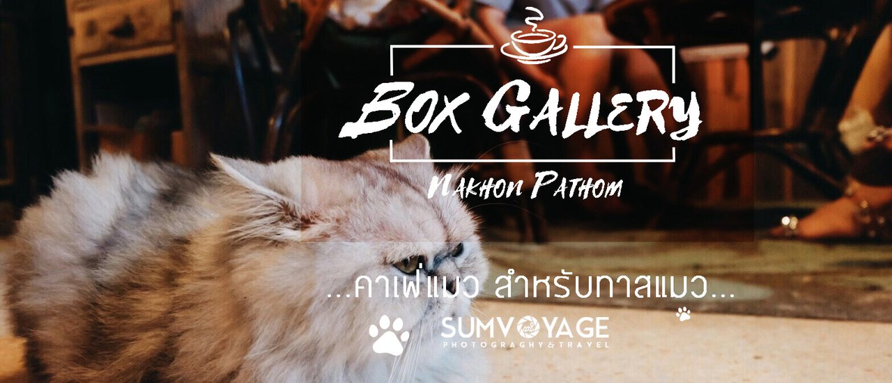 cover Cat Cafe "Box Gallery" | Nakhon Pathom, near Silpakorn University