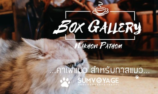 Cover Cat Cafe "Box Gallery" | Nakhon Pathom, near Silpakorn University...