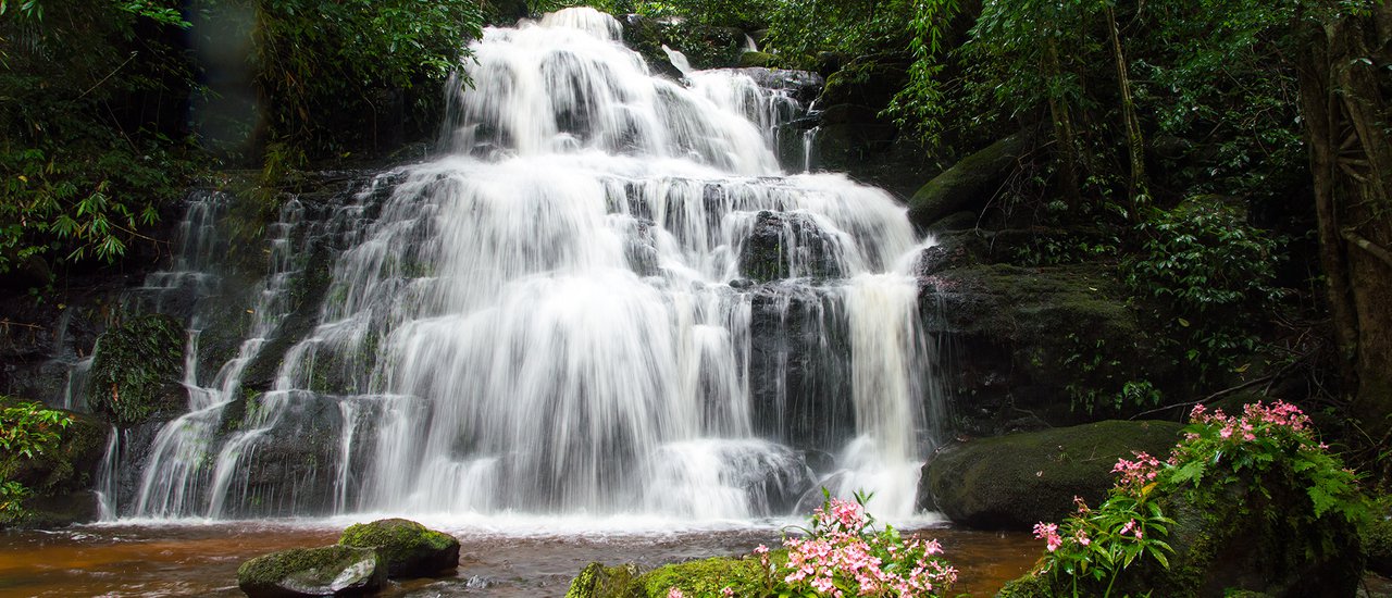 cover Hiking in the Rainy Season to Find the Dragon's Tongue Flower at Man Daeng Waterfall, Phu Hin Rong Kla National Park.