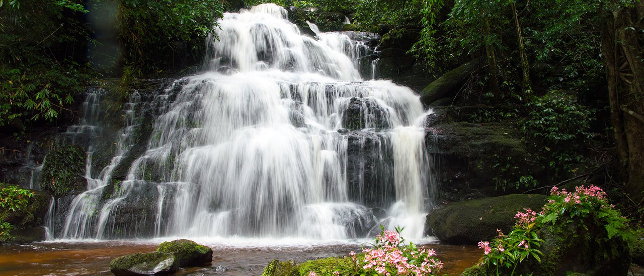 cover Hiking in the Rainy Season to Find the Dragon's Tongue Flower at Man Daeng Waterfall, Phu Hin Rong Kla National Park.
