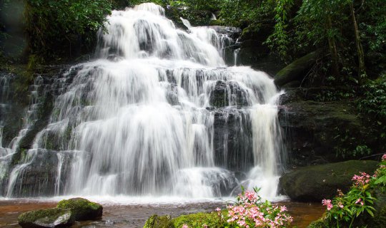 cover Hiking in the Rainy Season to Find the Dragon's Tongue Flower at Man Daeng Waterfall, Phu Hin Rong Kla National Park.