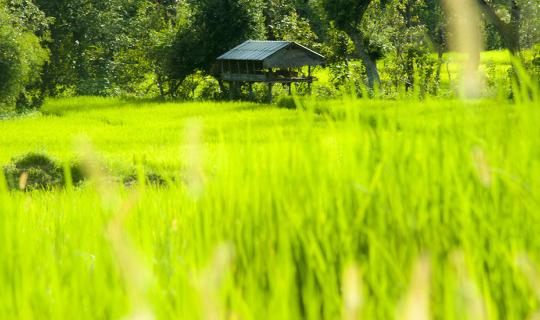 Cover 'ทริปส์นี้มีเดิน' ๒คืน๓วัน เลี้ยงผีนาผีน้ำบนนาขั้นบันได จากสะเมิงใต้...