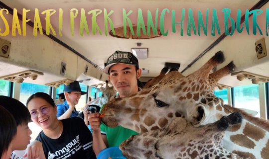 cover Fun and excitement feeding giraffes at Safari Park Open Zoo, Kanchanaburi.