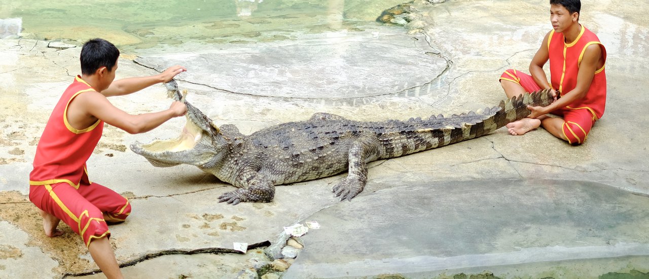 cover The Bank Takes You to Witness the Thrills of Baby Crocodiles at the Samut Prakan Crocodile Farm and Zoo.