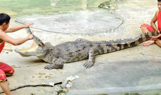 Cover The Bank Takes You to Witness the Thrills of Baby Crocodiles at the ...