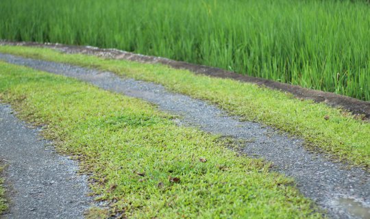 cover Evergreen Green Check-in Points: Year-Round Cycling Routes in Chiang Mai