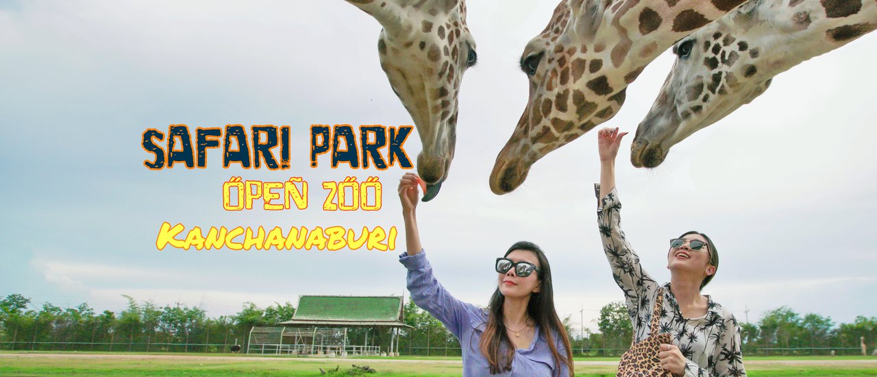 cover Amazing! Get Up Close and Personal with Giraffes, Tigers, and Lions at Safari Park Open Zoo, Kanchanaburi.