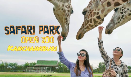 cover Amazing! Get Up Close and Personal with Giraffes, Tigers, and Lions at Safari Park Open Zoo, Kanchanaburi.