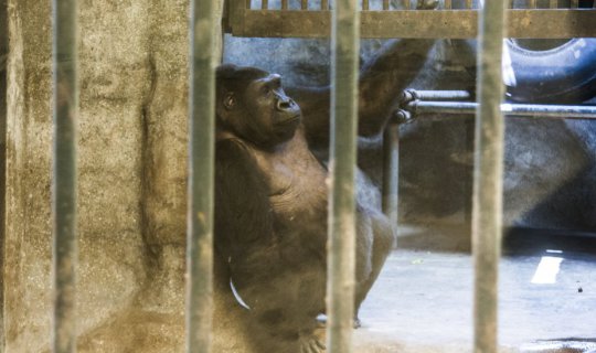 cover Storming Pata, Hunting King Kong at Pata Zoo