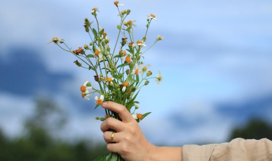 cover White Mist, Aligned Stars, Chiang Dao: "Jeang Dara" - An Unforgettable 350 Baht Experience