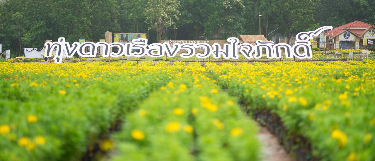 cover A Field of 450,000 Marigolds United in Loyalty