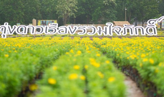 Cover A Field of 450,000 Marigolds United in Loyalty...