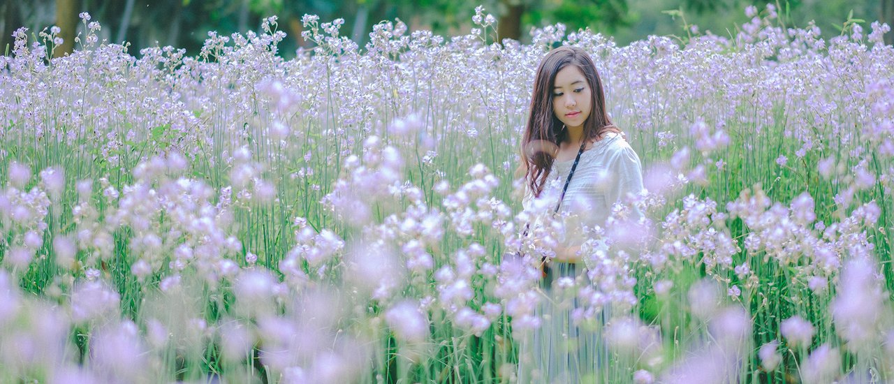 cover Murdannia... A Dreamy Flower Field 💜