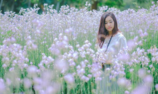 Cover Murdannia... A Dreamy Flower Field 💜...