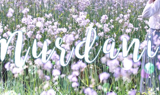 cover To run and play in the fields of Cosmos flowers.