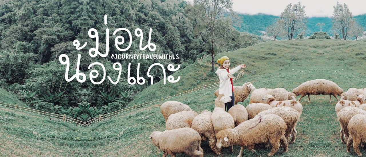 cover Come and visit!► The latest check-in point on Doi Pha Tang, Chiang Mai, where you can meet adorable sheep.🐑💭