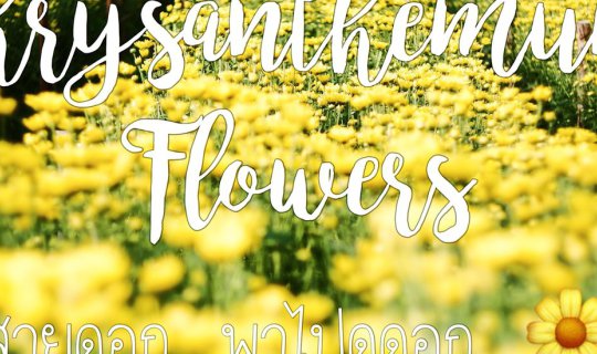 cover สายดอก..Let's take a look at the chrysanthemum garden at Big Tae.