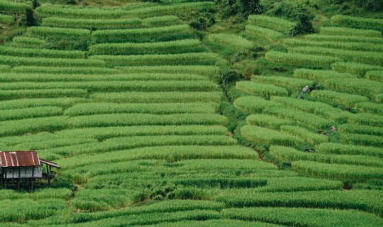 cover Let's go to Chiang Mai! Let's see the lush green rice fields at the Khun Pae Royal Project and then stay at the Phu Anna Eco House.