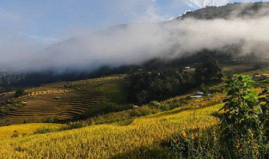 cover Without a personal vehicle, it is still possible to visit the stunning rice terraces of Ban Pa Bong Piang.