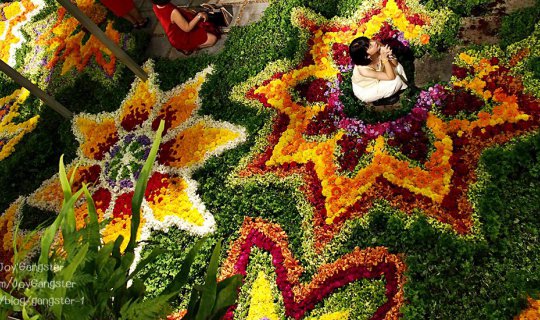 cover Blossoming Flowers Celebrate "70 Years of Central Department Store" with a Stunning 16-Meter Floral Carpet.