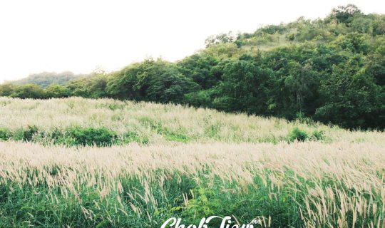 Cover Waving blades of grass on the mountain range of Koh Lan....