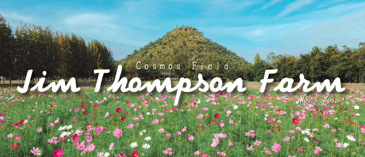 cover The cosmos flowers are in full bloom at Jim Thompson Farm. 🌸