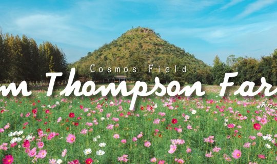 Cover The cosmos flowers are in full bloom at Jim Thompson Farm. 🌸...