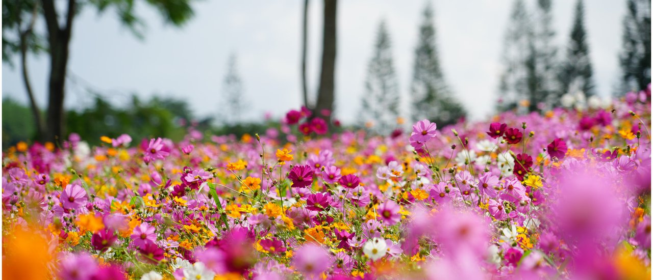 cover Khaokho Herbary: Organic Farm & Resort #BN Flower Field