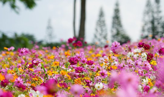 cover Khaokho Herbary: Organic Farm & Resort #BN Flower Field