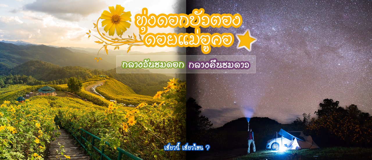 cover Doi Mae U Kho's Sea of Golden Tong Flowers: Witness the Blossoms by Day and the Stars by Night.