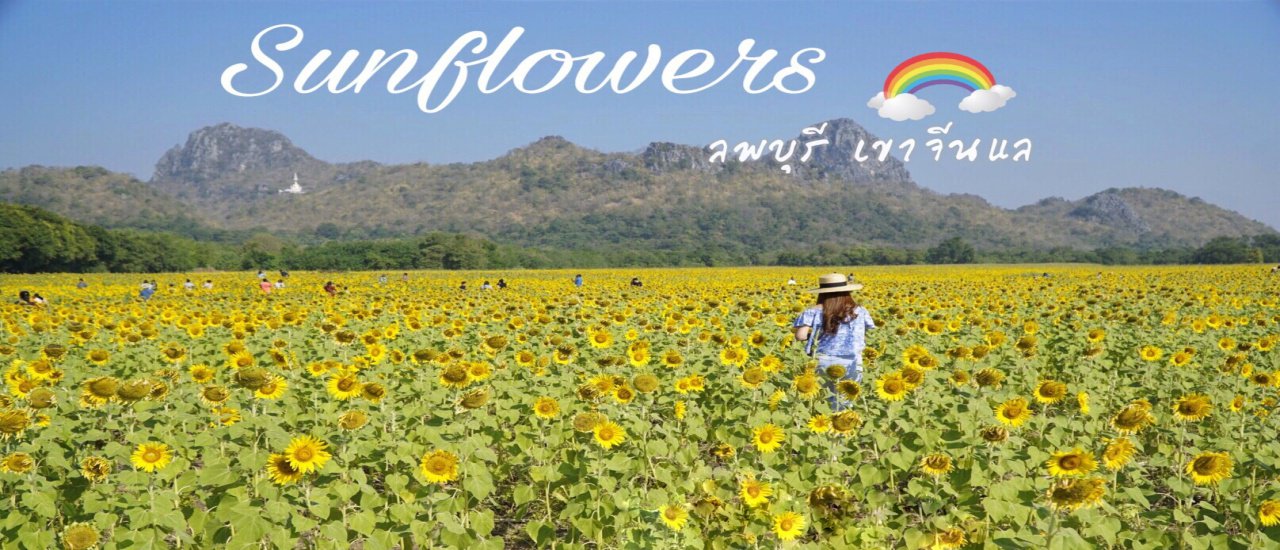 cover Golden Land, Sunflower Field at Khao Chin Lae