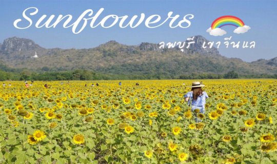 Cover Golden Land, Sunflower Field at Khao Chin Lae...