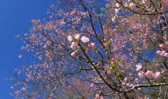 cover Chiang Rai, Many Mountains, Sea of Mist, Wild Himalayan Cherry Blossoms, Two Royal Projects, 2 Days 1 Night, Relaxing Trip.