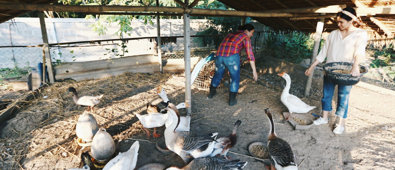 cover Seeking Friendship and Inspiration at Hippocampus, Chiang Dao, Chiang Mai | BlissOutThere