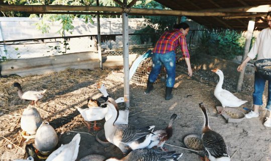 cover Seeking Friendship and Inspiration at Hippocampus, Chiang Dao, Chiang Mai | BlissOutThere