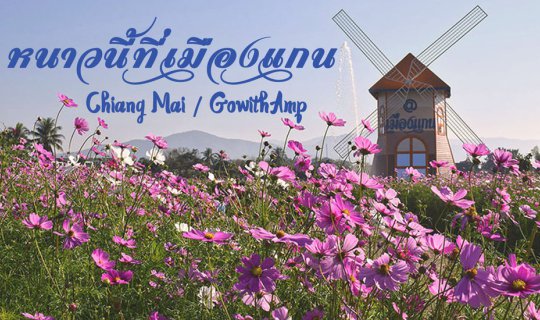 Cover This winter in Mae Taeng District, Chiang Mai Province....