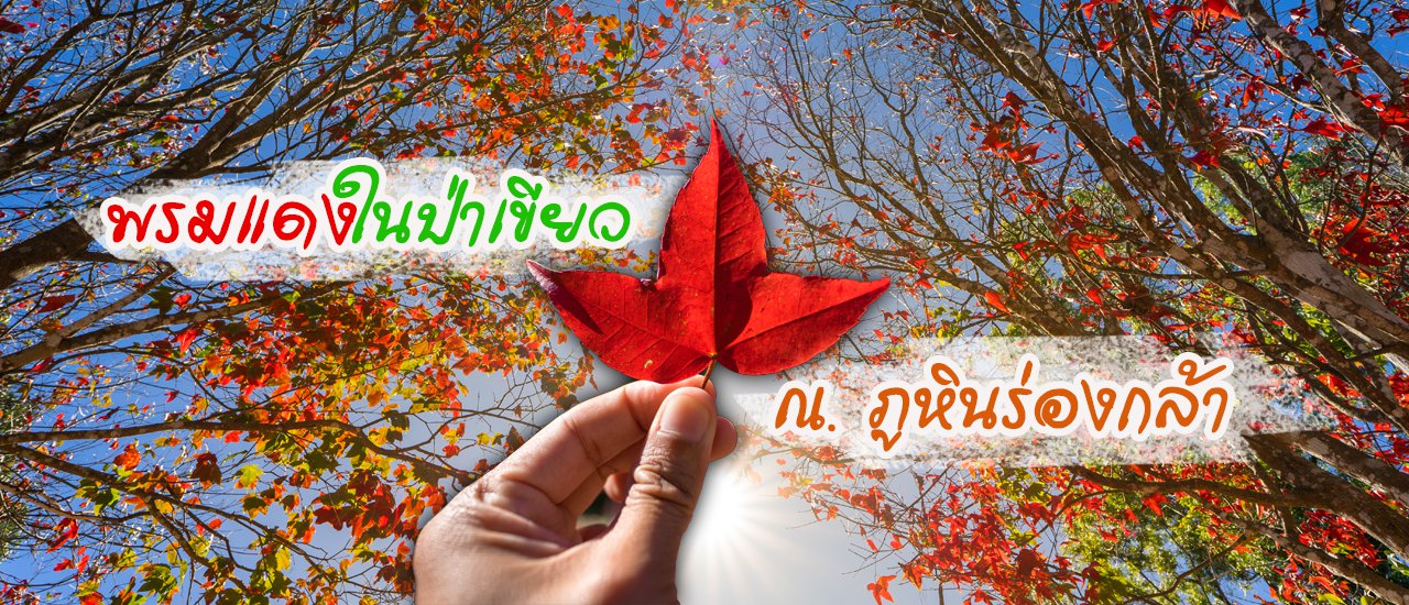 cover Maple, a red carpet in the green forest of Phu Hin Rong Kla National Park.