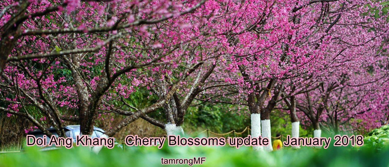 cover Visiting the Pink Paradise: Update on Cherry Blossoms at Doi Ang Khang Royal Agricultural Station, Chiang Mai, January 2018