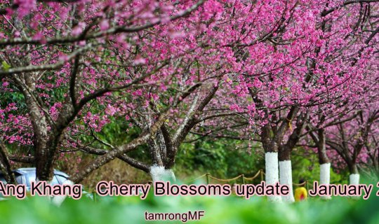 Cover Visiting the Pink Paradise: Update on Cherry Blossoms at Doi Ang Kha...