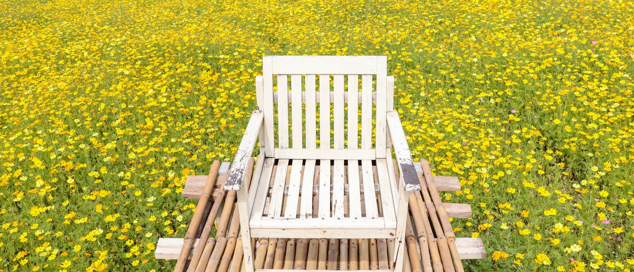 cover Take a train to Lopburi to chase the "Cosmos Flower Field".
