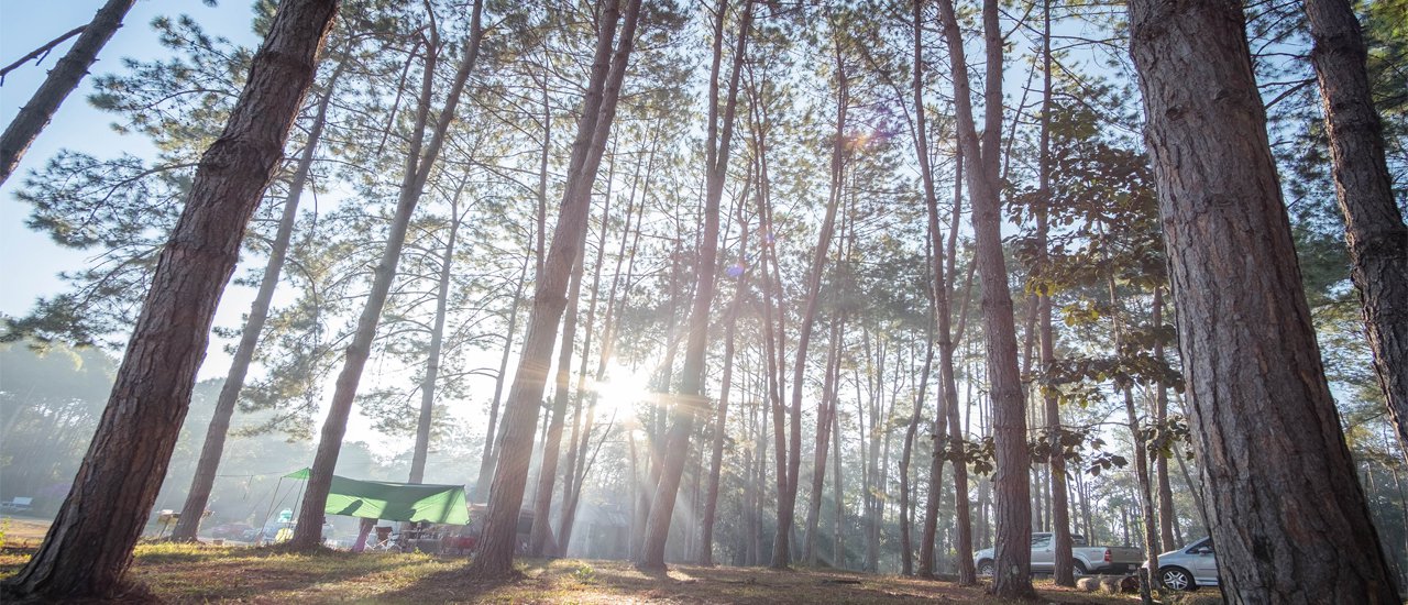 cover "Let Phitsanulok be more than just a stopover. Explore the wonders of Thung Salaeng Luang National Park."