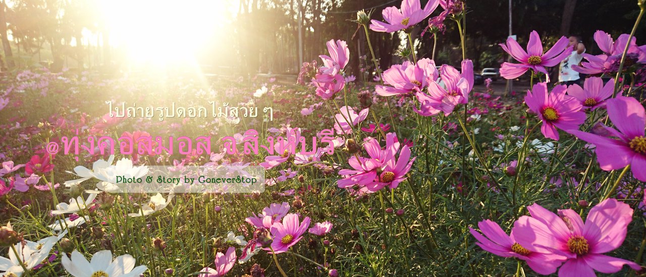 cover Taking beautiful flower photos @ Cosmos field, Singburi